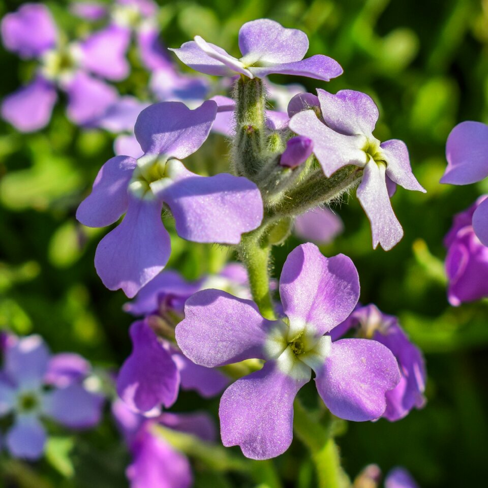 Flower spring nature