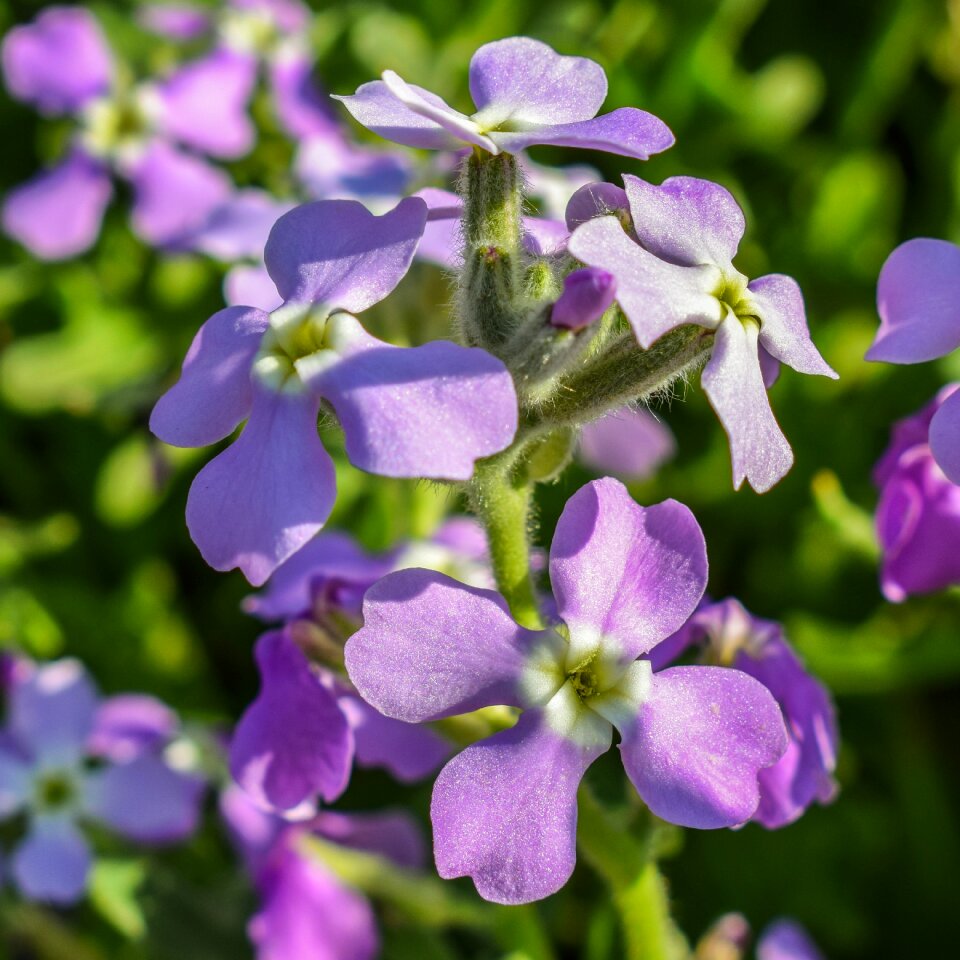 Flower spring nature photo