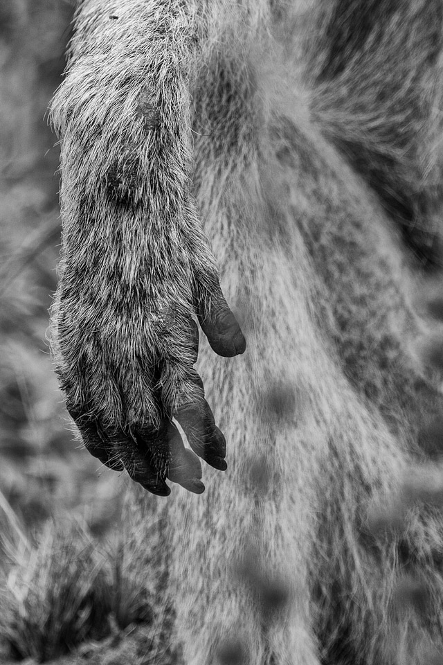 Baboons old world monkey primates