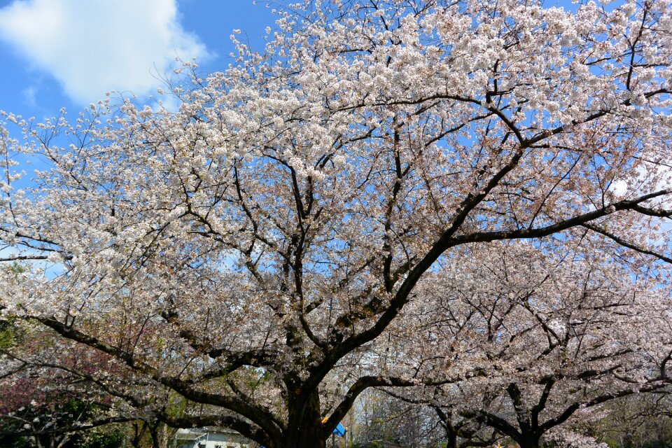 Cherry blossoms landscape flowers