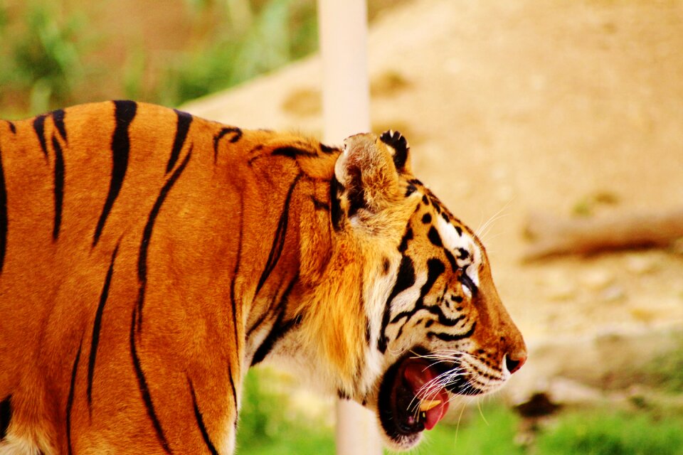 Wildlife animal riyadh