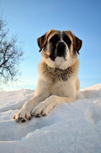 Portrait vigilant domestic animal