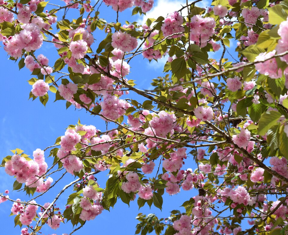 Plant nature flower