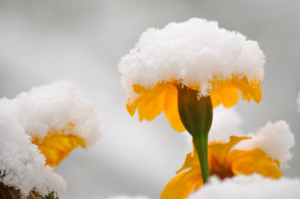 Winter coldsnap snowy