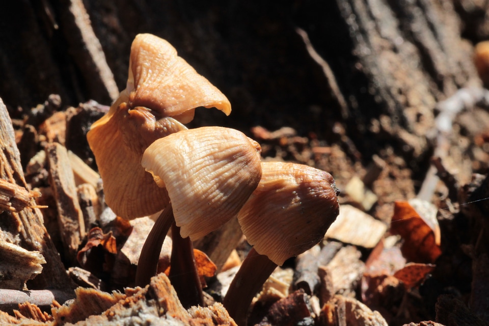 Mushroom nature forest