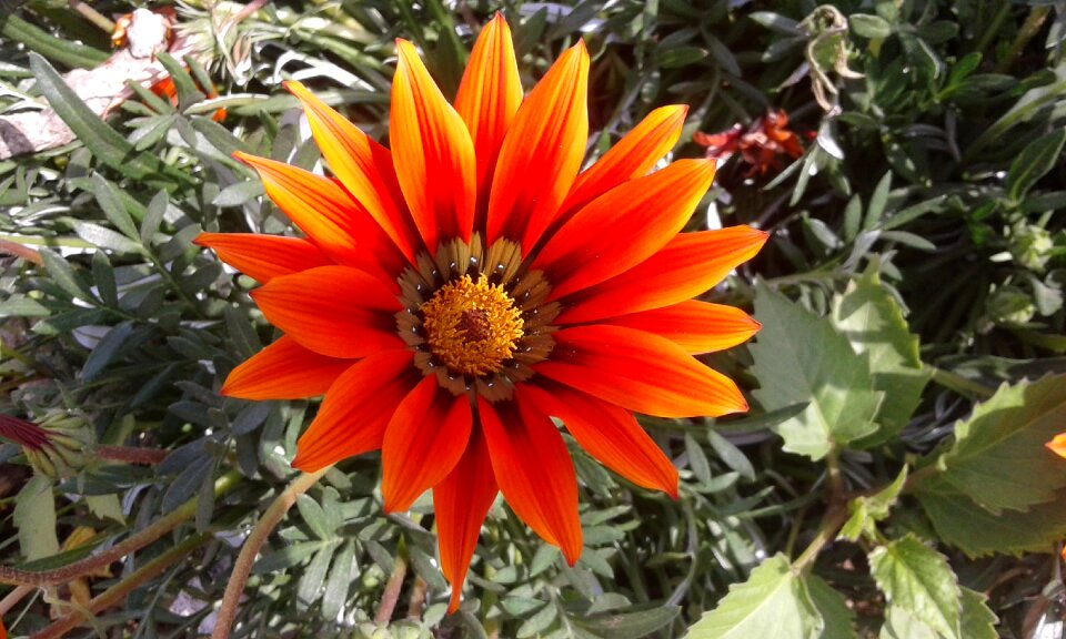 Summer spring orange