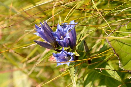 Flower alpine vegetation photo