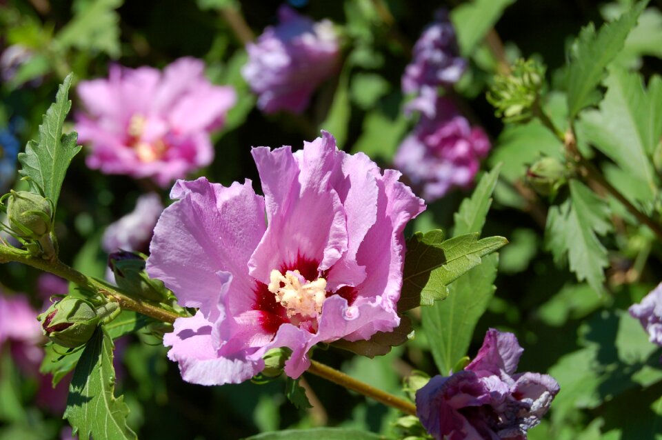 Blossom summer nature