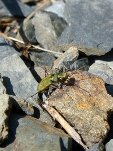 Country cicindela green beetle coleoptera