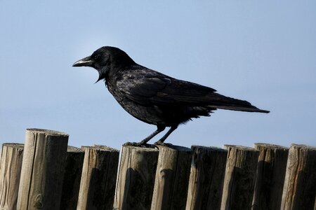 Wild animal natural gaze across the