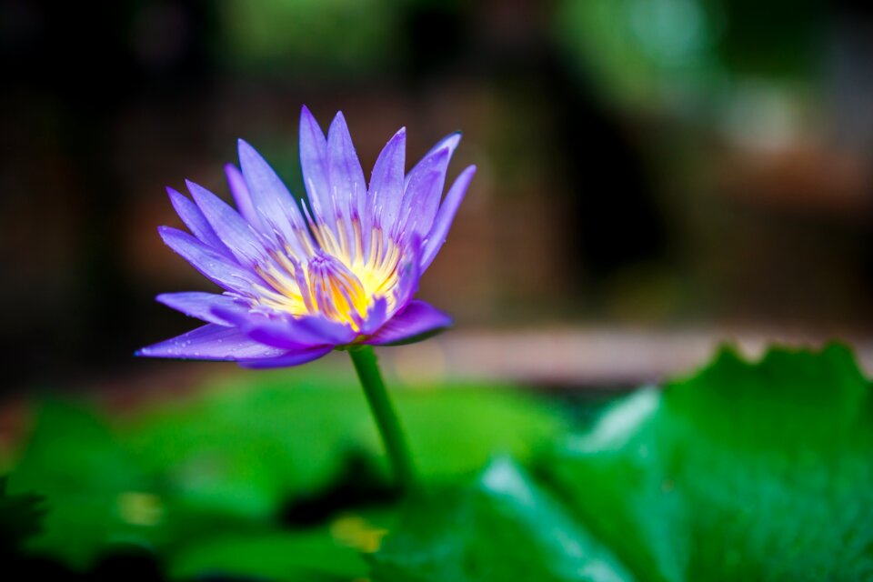 Blossom petal water
