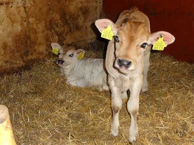 Calf stall switzerland