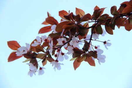 Leaves background light blue quietly