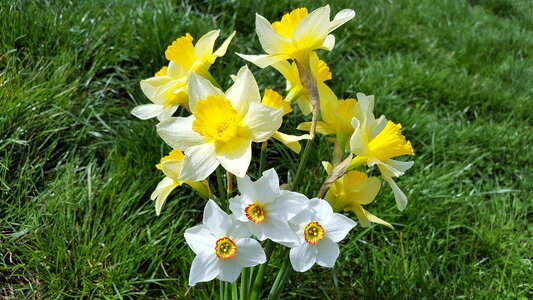 Narcissus flower yellow daffodils daffadowndilly photo