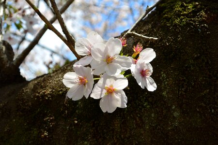 Cherry blossoms landscape flowers