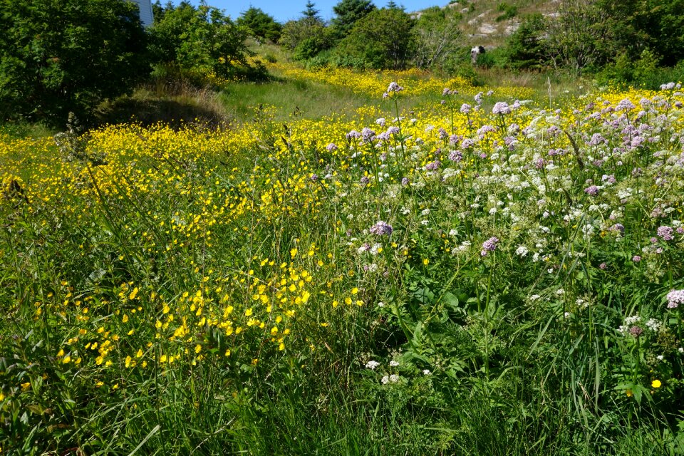Norway the nature of the yellow