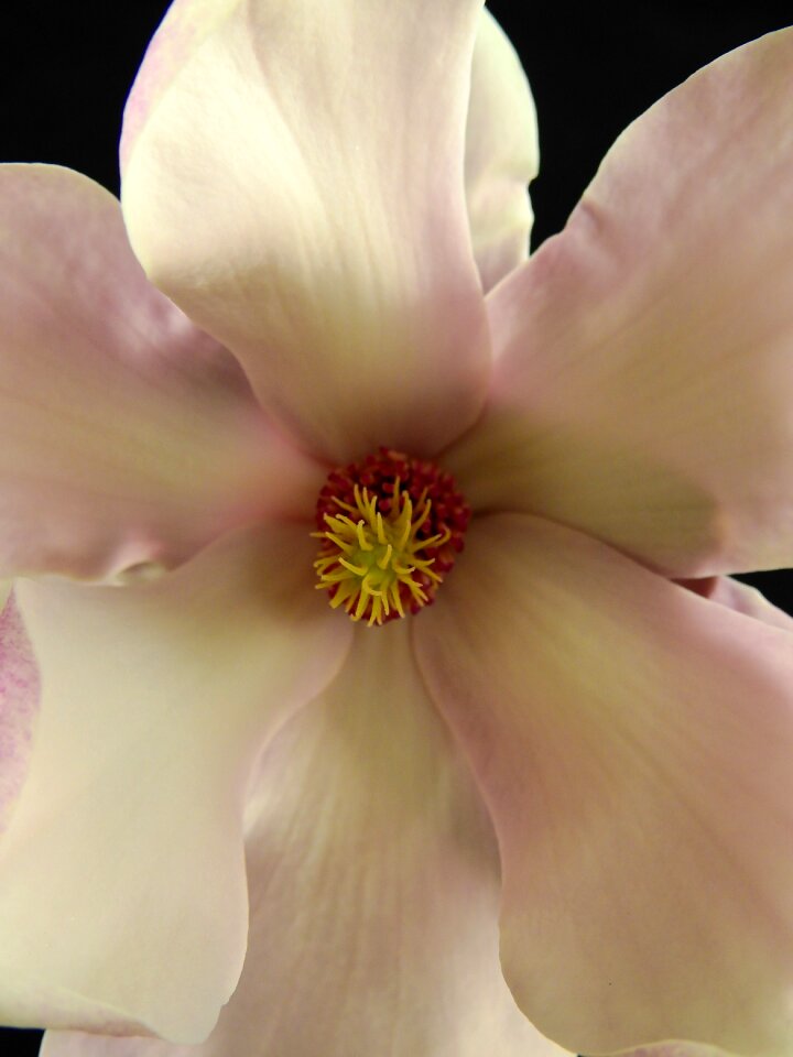 Bloom spring nature