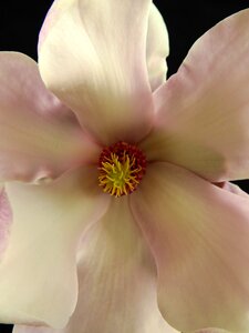 Bloom spring nature