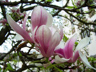 Magnolia flower spring plant photo