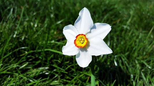 Nargis poet daffodil poet narcissus photo
