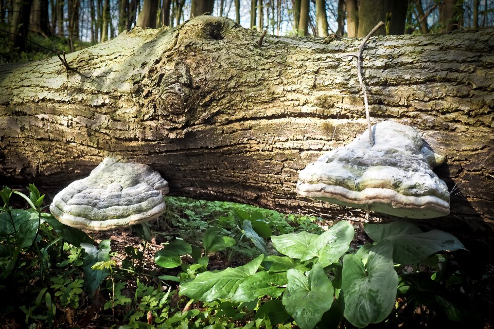 Wood tree mushrooms