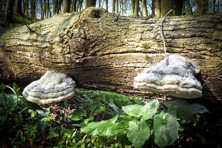 Wood tree mushrooms photo