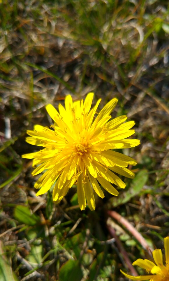 Spring nice beautiful