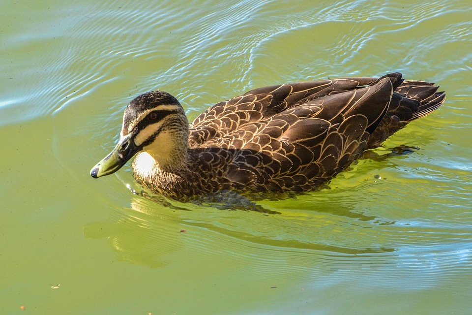 Water wildlife float