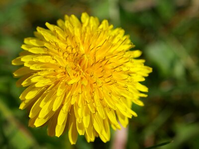Macro details flower