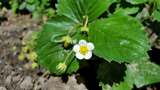 Fruit flower plant