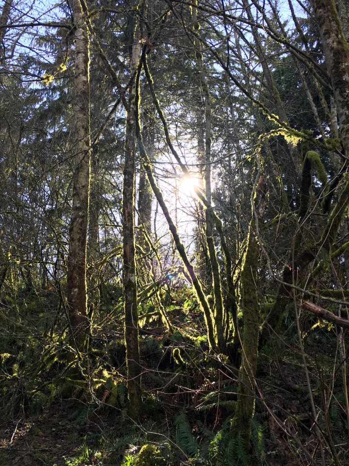Woods nature