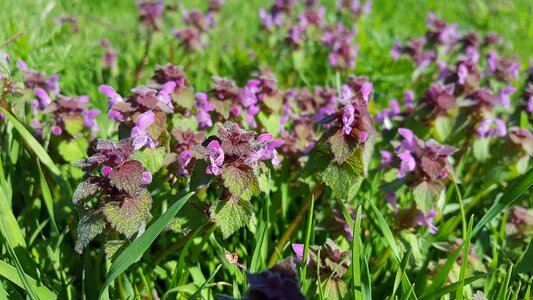 Purple angel red dead nettle lamium