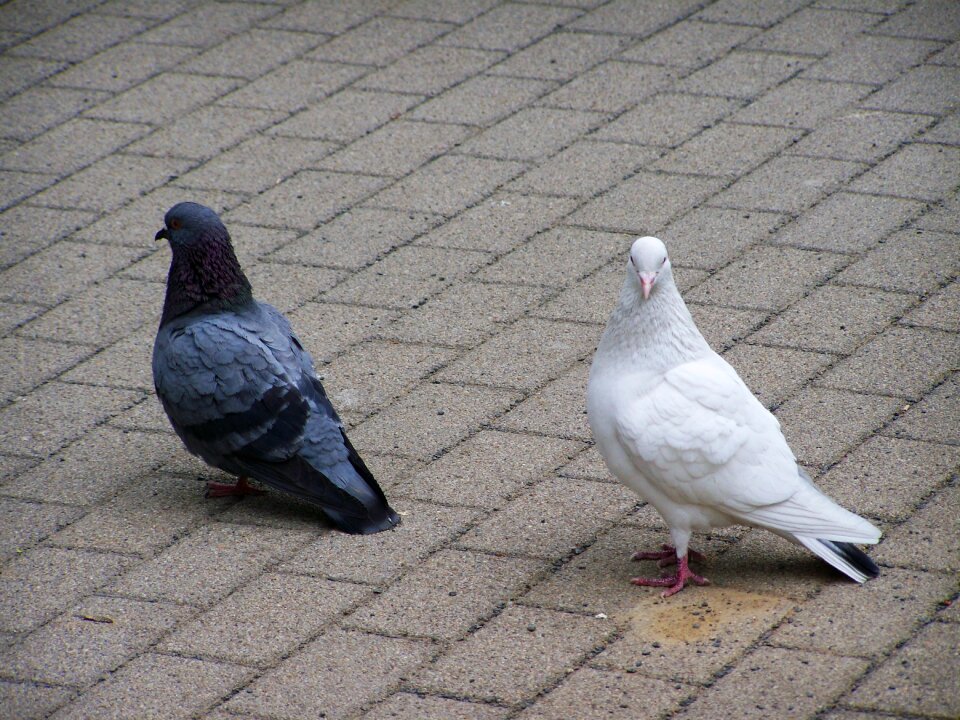 Doves birds animals