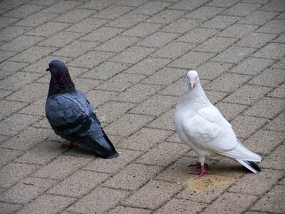 Doves birds animals