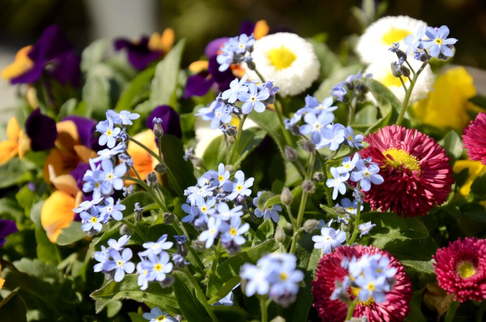Pansy spring floral