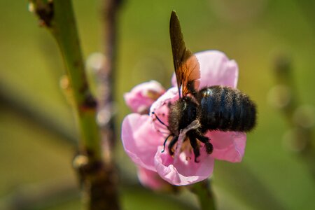 Bee insect nectar