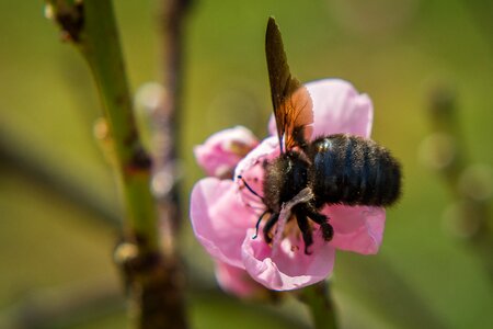 Bee insect nectar photo