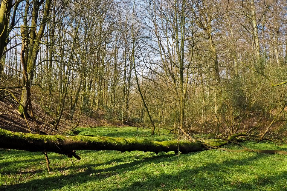 Glade trees nature
