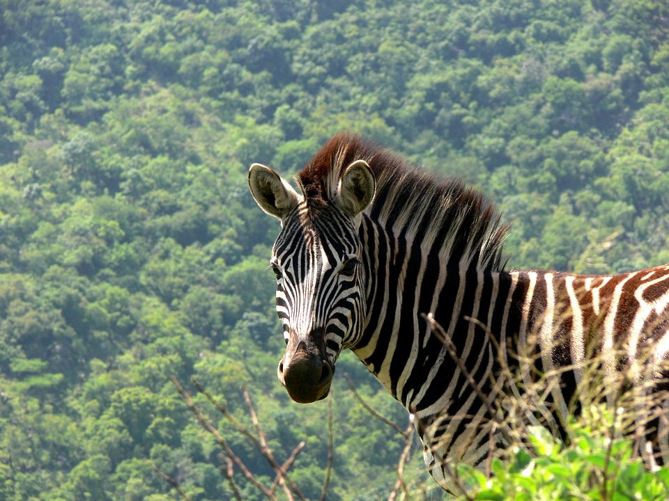 Mane portrait wildlife