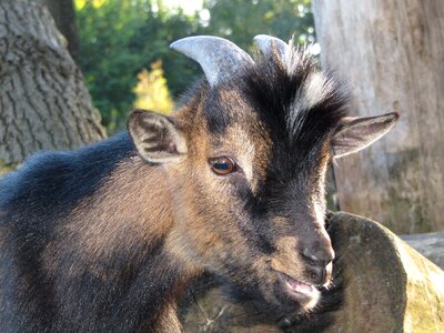 Cute domestic goat farm photo