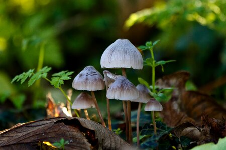 Natural forest denmark