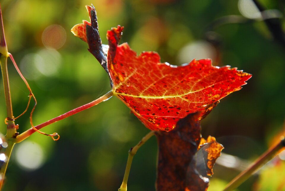 Transparency red green