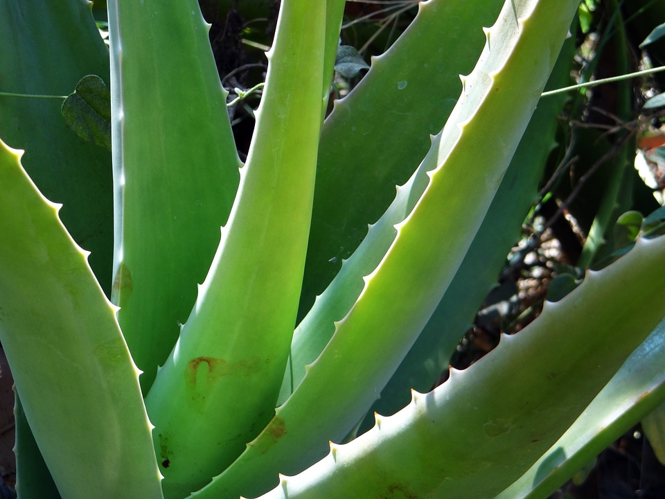 Healing medicinal green