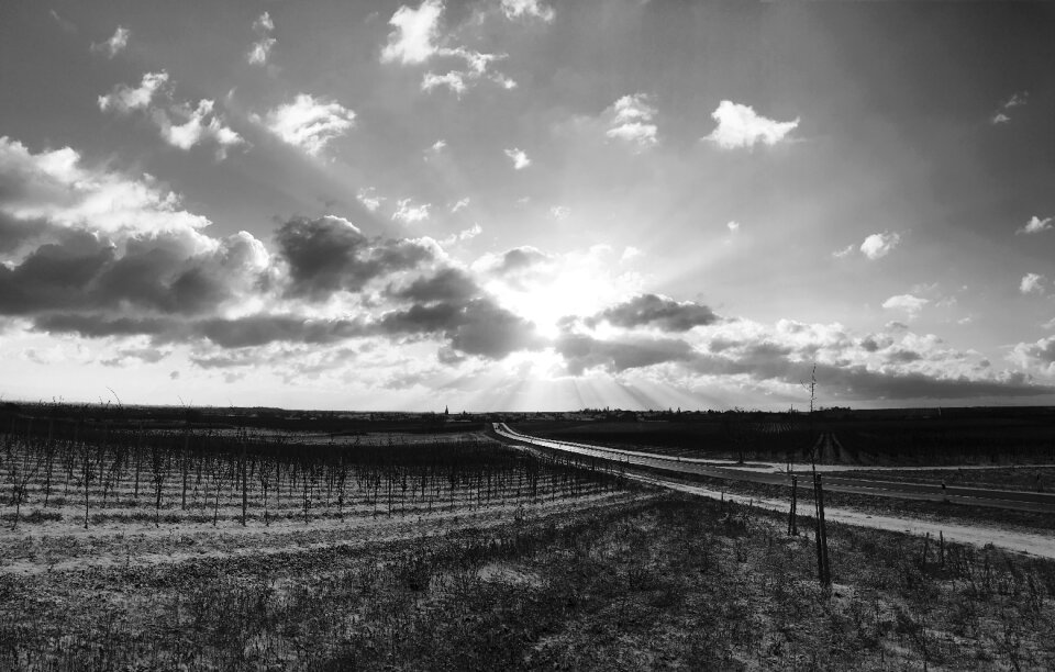 Freinsheim sun fields
