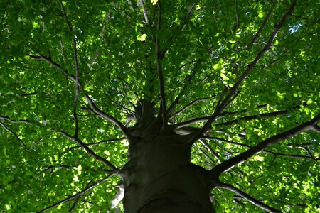 Tribe leaves deciduous tree
