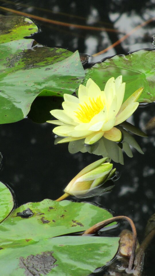 Lotus pool sichuan university