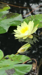 Lotus pool sichuan university