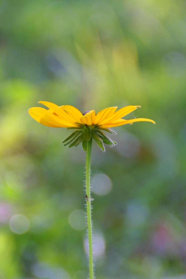Prairie wildflower nature