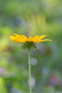 Prairie wildflower nature