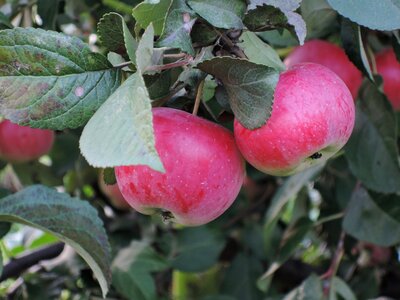 Fruit vegetable garden dacha photo